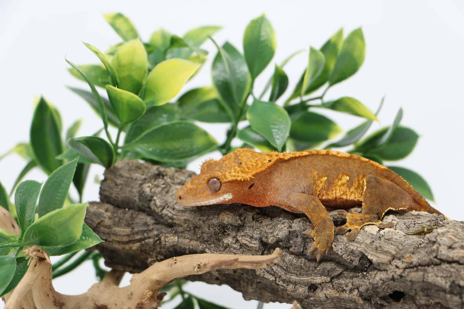 A crested gecko on foliage, illustrating the species this section covers