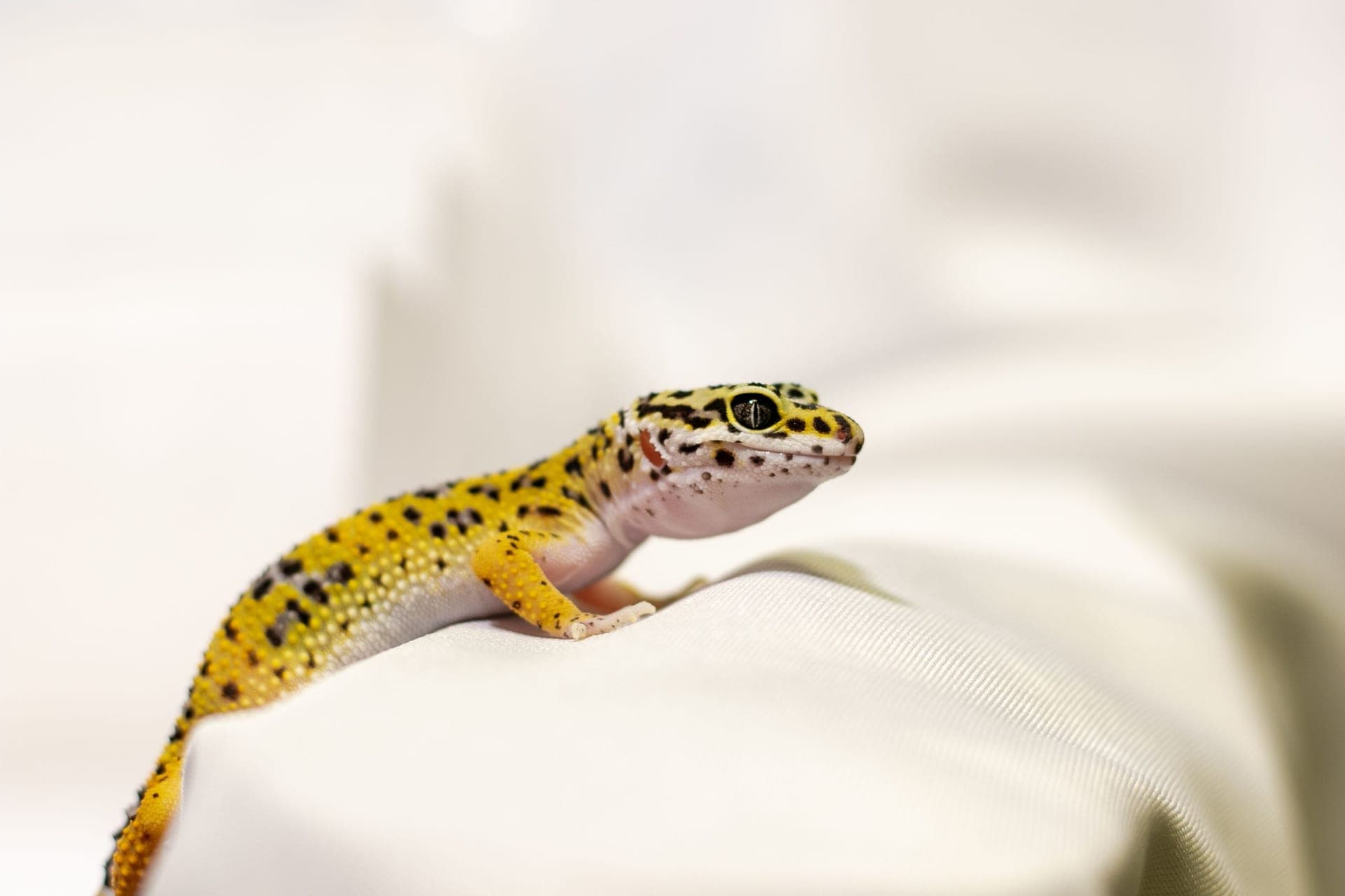 A leopard gecko photographed close up, illustrating the species this section covers