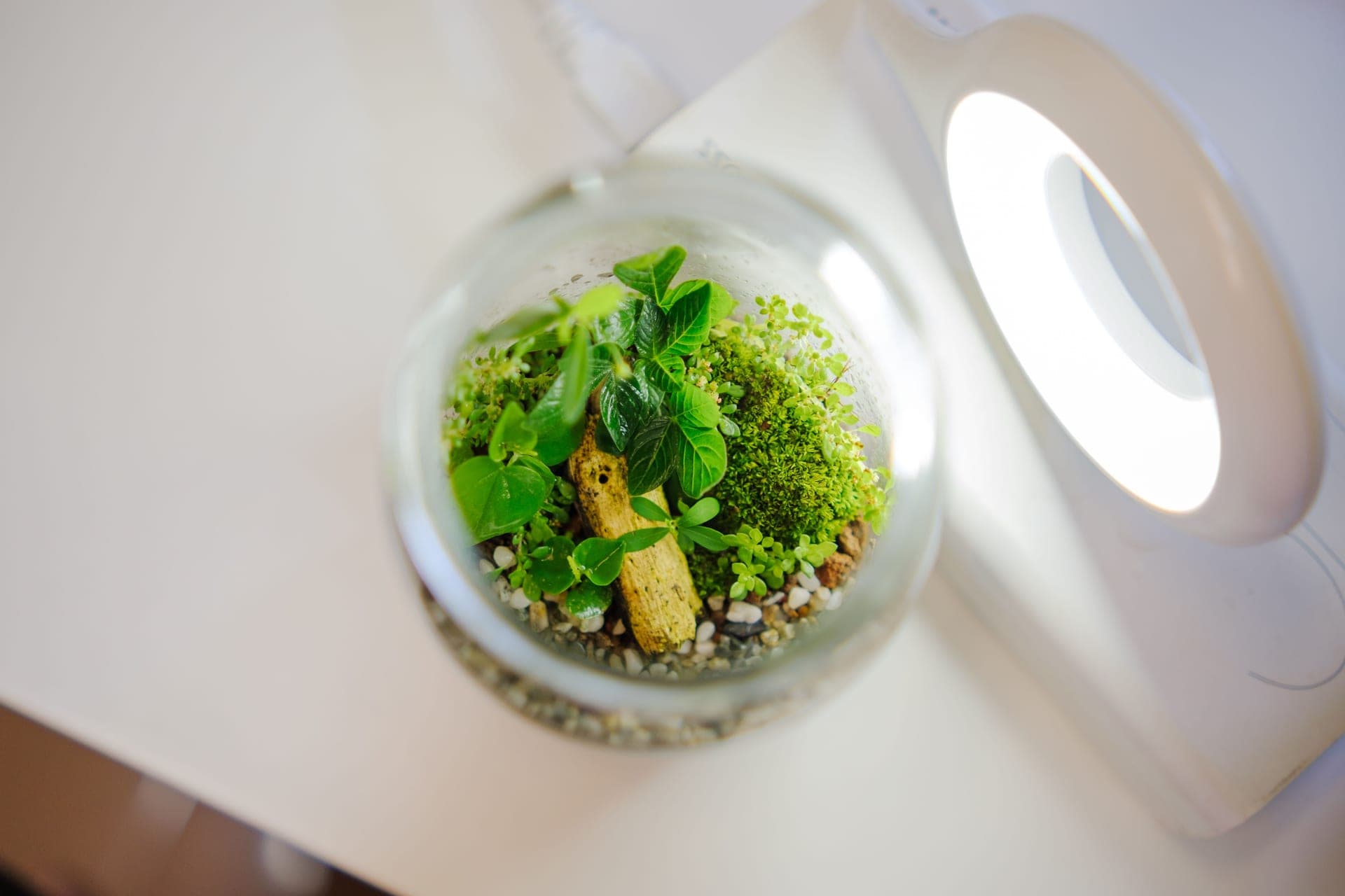 A warmly lit glass terrarium, illustrating enclosure lighting