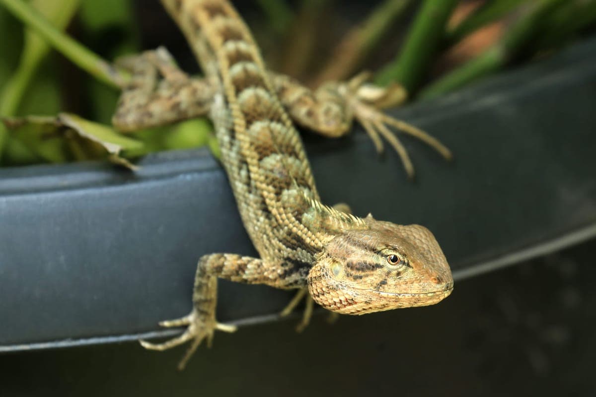A bearded dragon in a planted enclosure, illustrating the 4x2x2 footprint class